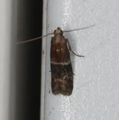 Darker Moodna Moth thumbnail 1