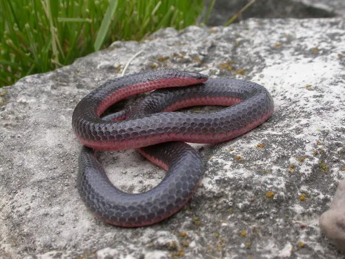 Western Worm Snake