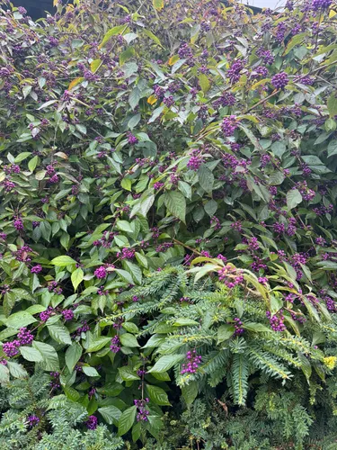 Japanese Beautyberry
