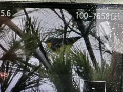 Grace's Warbler thumbnail 4