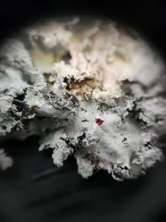 Variable Cracked-ruffle thumbnail 2