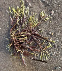 Clawed Forked Weed thumbnail 2