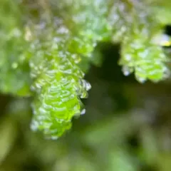 Menzies' metaneckera moss thumbnail 4