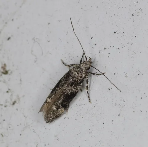 Neotelphusa praefixa