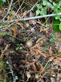Entoloma bicoloripes thumbnail 3