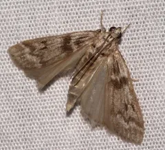 Gooseberry Fruitworm Moth thumbnail 2