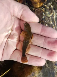 Wood River Sculpin thumbnail 2