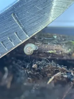 Northwest Striate thumbnail 2
