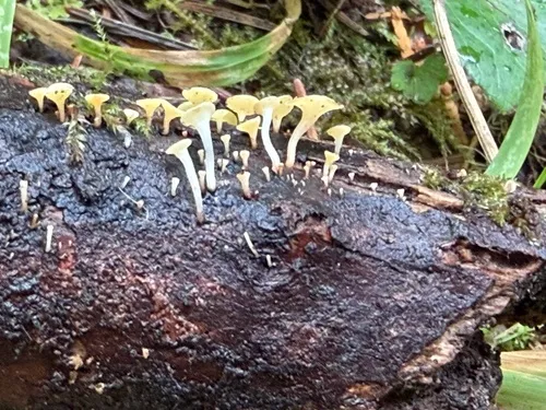 Hymenoscyphus sinicus