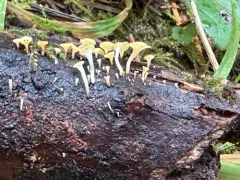 Hymenoscyphus sinicus thumbnail 1