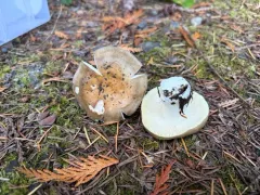 Russula sierrensis thumbnail 3