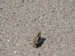 Stone's Locust thumbnail 3