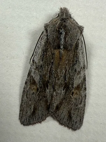 Cedar Pinion