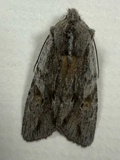 Cedar Pinion thumbnail 1