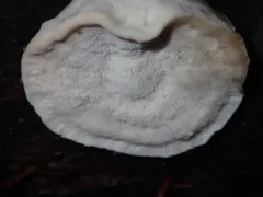 Cyanosporus subviridis thumbnail 1