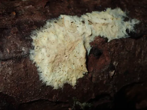 Phanerochaete carnosa