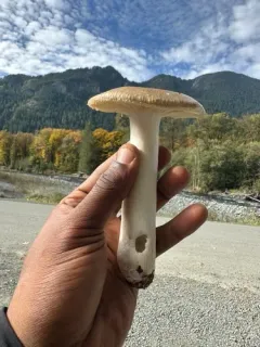 Russula sierrensis thumbnail 2