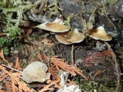 Crepidotus fraxinicola thumbnail 2