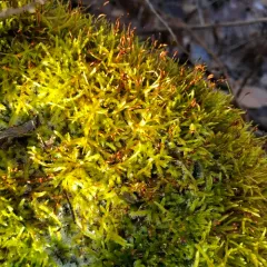 Beautiful Branch Moss thumbnail 3