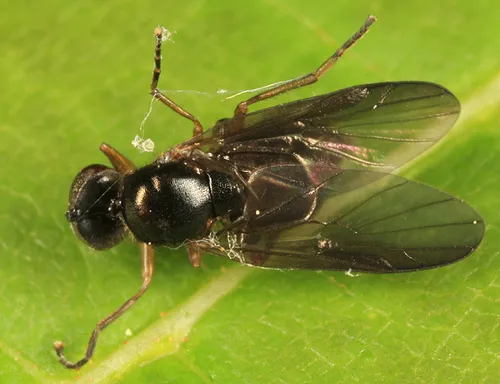 Allognosta brevicornis