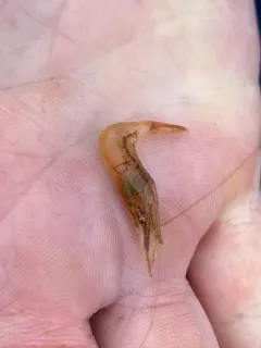 Marsh Grass Shrimp thumbnail 1