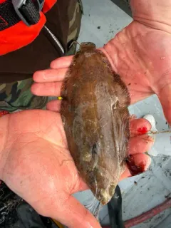 Pacific Dover Sole thumbnail 4