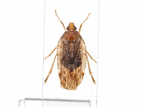 Cixidia septentrionalis