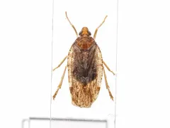 Cixidia septentrionalis thumbnail 1