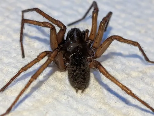 Wadotes hybridus