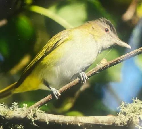 Yellow-green Vireo