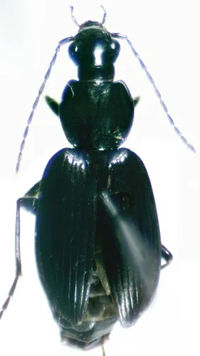 Agonum consimile
