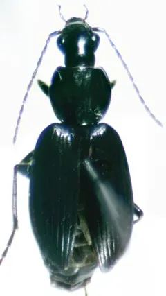 Agonum consimile thumbnail 1