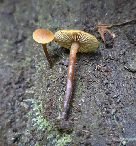 puzzling rootshank