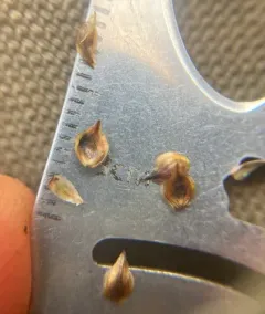 clustered sedge thumbnail 2