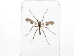 Chasmatonotus bimaculatus thumbnail 2