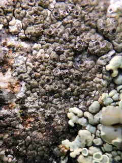 Cracked Granite Crater thumbnail 2