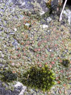 Rimmed Cobblestone Lichen thumbnail 2