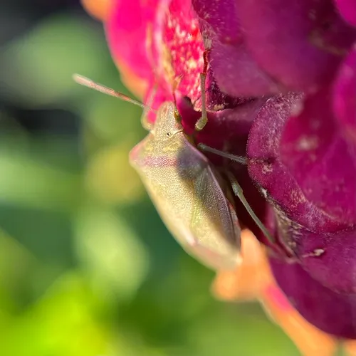 Red-shouldered Stink Bug