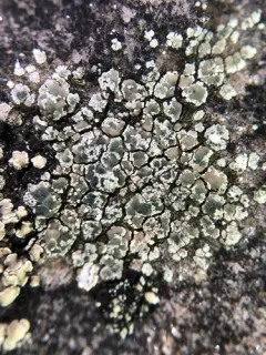 Lecanora intricata thumbnail 2