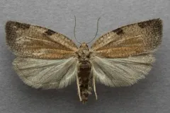 Lozotaenia rindgei thumbnail 2