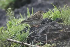 Red-throated Pipit thumbnail 3