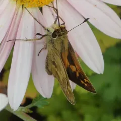 Field Skipper thumbnail 4