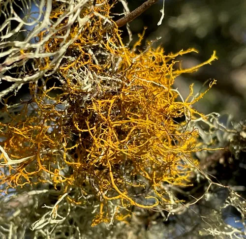 Golden Hair-lichen
