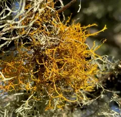 Golden Hair-lichen thumbnail 1