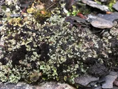 Pea-green Scale Lichen thumbnail 4