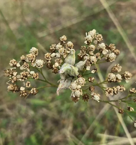 Aceria kiefferi
