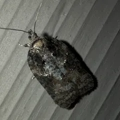 Small Aspen Leaftier Moth thumbnail 4