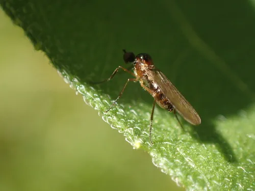 Ocydromia glabricula