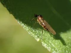 Ocydromia glabricula thumbnail 1
