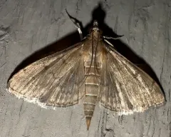 Dusky Herpetogramma Moth thumbnail 2